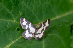 Lomaspilis