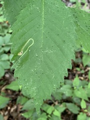 Agromyza aristata