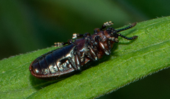 Microrhopala