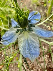 Nigella