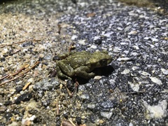 Bufo stejnegeri