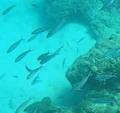 Caesio caerulaurea