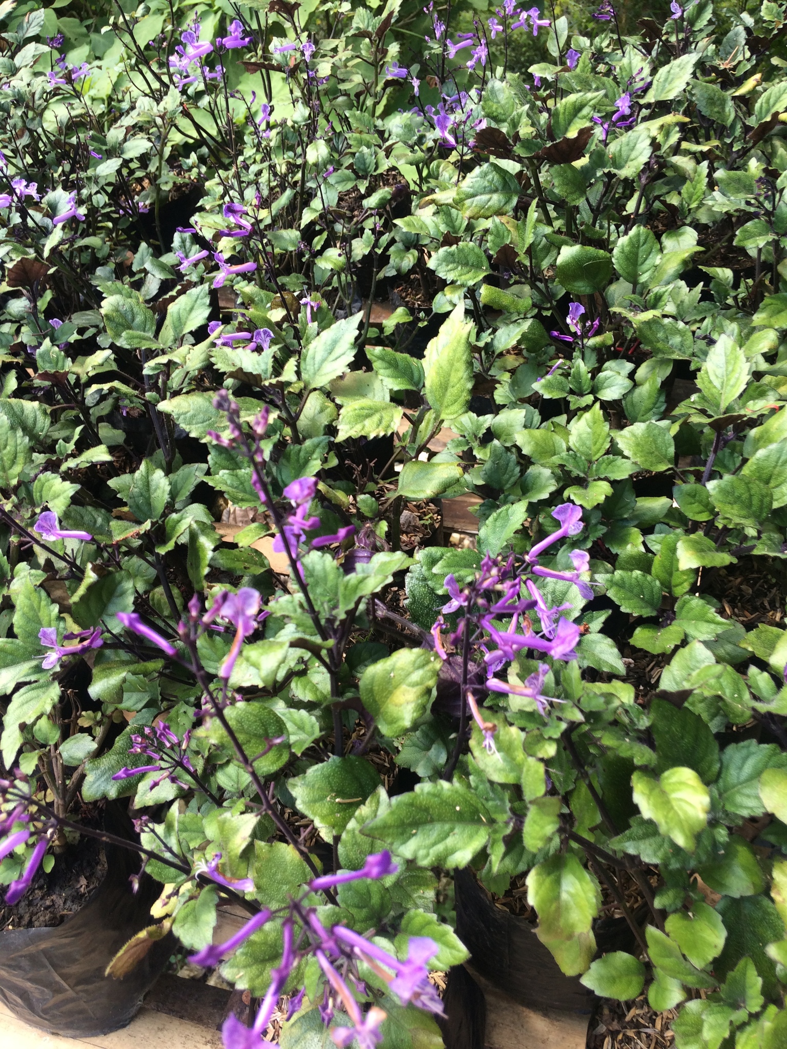 Tall Spurflower Plectranthus Ecklonii Plants Candide Gardening