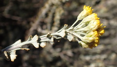 Pentzia dentata