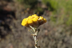Pentzia dentata
