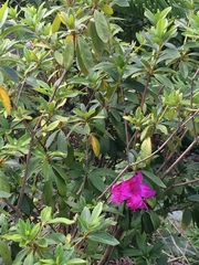 Rhododendron indicum