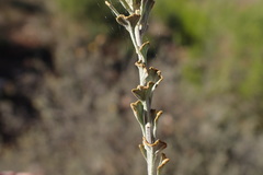 Pentzia dentata