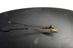 Platycnemis phyllopoda