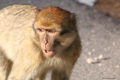 Macaca sylvanus