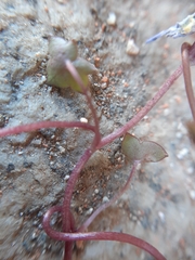 Cymbalaria muralis