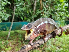 Furcifer pardalis