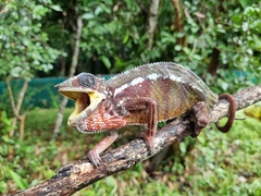 Furcifer pardalis
