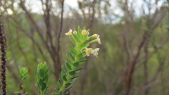 Struthiola hirsuta