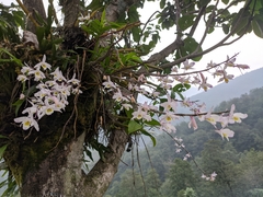 Dendrobium amoenum