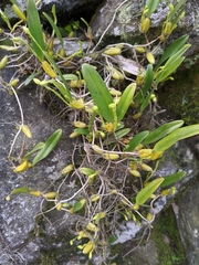 Bulbophyllum odoratissimum