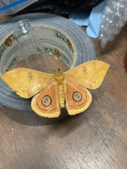 Automeris jucunda