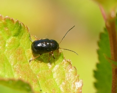 Cryptocephalus flavipes