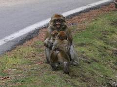 Macaca sylvanus