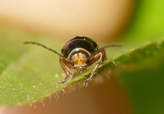 Cryptocephalus flavipes