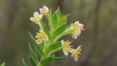 Struthiola hirsuta