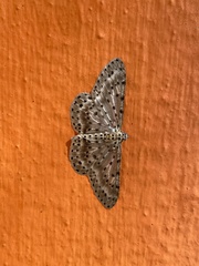 Percnia