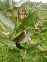 Calotropis
