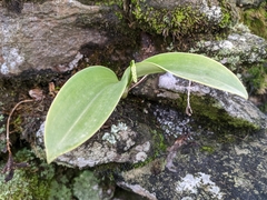Bulbophyllum cariniflorum