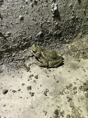 Bufo stejnegeri