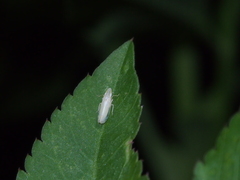 Nirvana placida