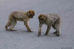 Macaca sylvanus