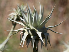 Cynara syriaca