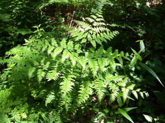 Pteridium aquilinum champlainense