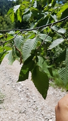 Carpinus betulus