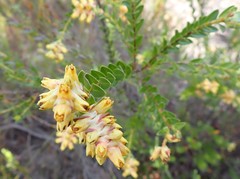 Penaea cneorum gigantea