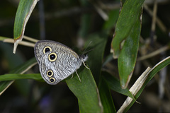 Ypthima multistriata