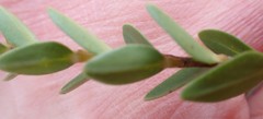 Penaea cneorum gigantea