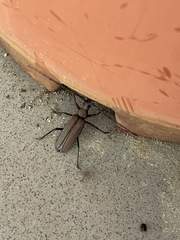 Aegolipton marginale