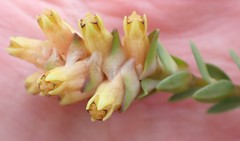 Penaea cneorum gigantea