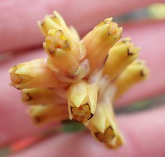 Penaea cneorum gigantea