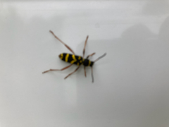 Clytus arietis