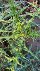 Echinops spinosissimus