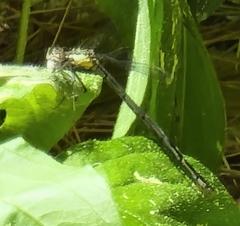 Lestes eurinus