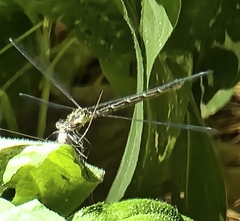 Lestes eurinus