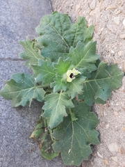 Hyoscyamus