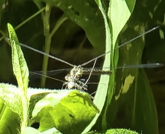 Lestes eurinus