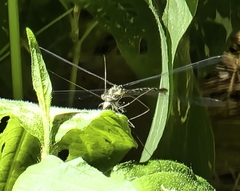 Lestes eurinus