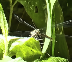 Lestes eurinus