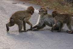 Macaca sylvanus