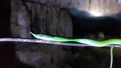 Gonyosoma boulengeri