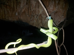 Gonyosoma boulengeri
